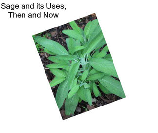 Sage and its Uses, Then and Now