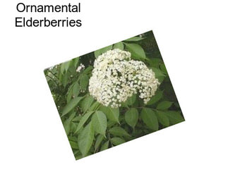 Ornamental Elderberries