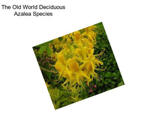 The Old World Deciduous Azalea Species