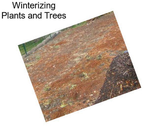 Winterizing Plants and Trees