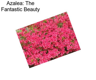 Azalea: The Fantastic Beauty