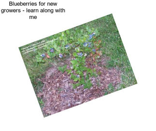 Blueberries for new growers - learn along with me