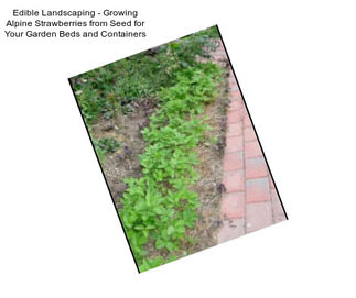 Edible Landscaping - Growing Alpine Strawberries from Seed for Your Garden Beds and Containers