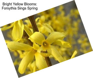 Bright Yellow Blooms: Forsythia Sings Spring