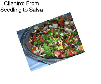 Cilantro: From Seedling to Salsa
