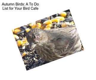 Autumn Birds: A To Do List for Your Bird Cafe