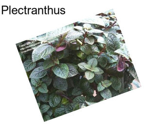 Plectranthus