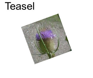 Teasel