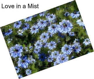 Love in a Mist