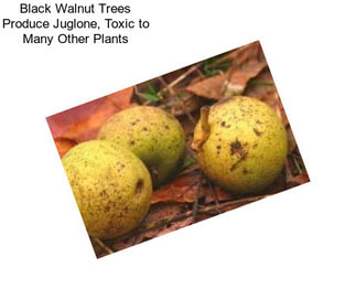 Black Walnut Trees Produce Juglone, Toxic to Many Other Plants