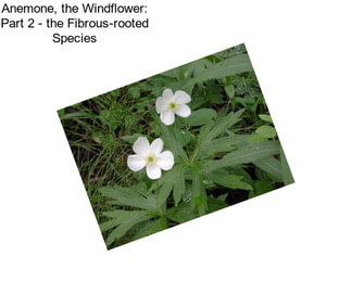 Anemone, the Windflower: Part 2 - the Fibrous-rooted Species
