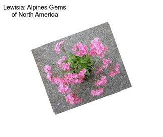 Lewisia: Alpines Gems of North America