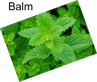 Balm