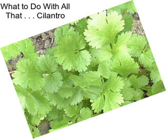 What to Do With All That . . . Cilantro