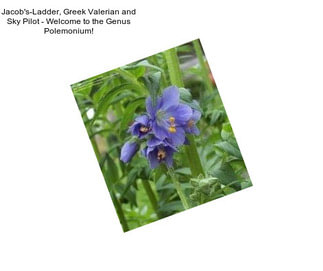 Jacob\'s-Ladder, Greek Valerian and Sky Pilot - Welcome to the Genus Polemonium!