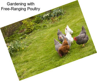 Gardening with Free-Ranging Poultry