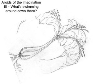 Aroids of the imagination III - What\'s swimming around down there?