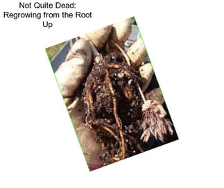 Not Quite Dead: Regrowing from the Root Up