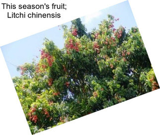 This season\'s fruit; Litchi chinensis