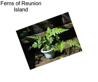Ferns of Reunion Island