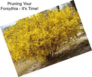 Pruning Your Forsythia - It\'s Time!