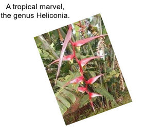 A tropical marvel, the genus Heliconia.