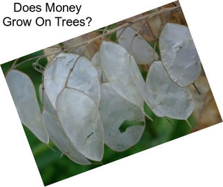 Does Money Grow On Trees?