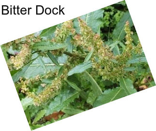 Bitter Dock