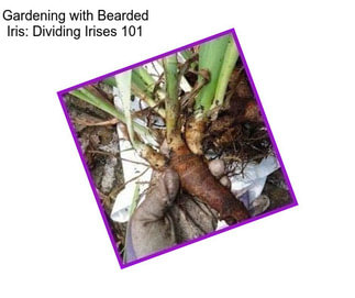 Gardening with Bearded Iris: Dividing Irises 101