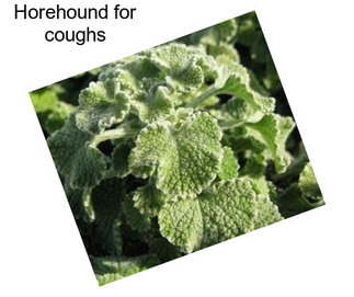 Horehound for coughs