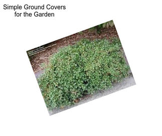 Simple Ground Covers for the Garden