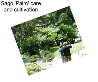 Sago \'Palm\' care and cultivation