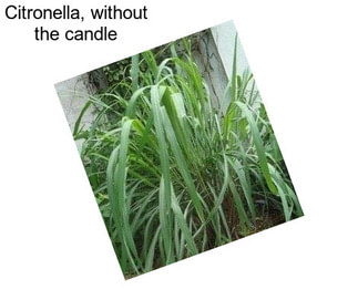 Citronella, without the candle