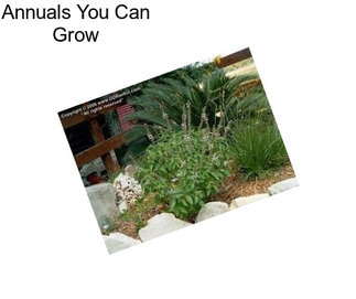 Annuals You Can Grow