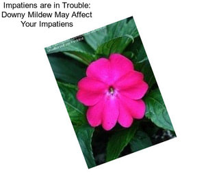 Impatiens are in Trouble: Downy Mildew May Affect Your Impatiens