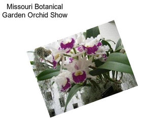 Missouri Botanical Garden Orchid Show