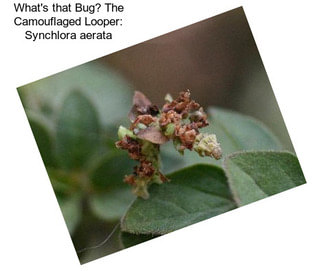 What\'s that Bug? The Camouflaged Looper: Synchlora aerata