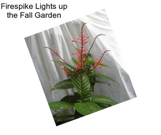 Firespike Lights up the Fall Garden