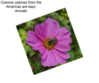 Cosmos species from the Americas are easy annuals