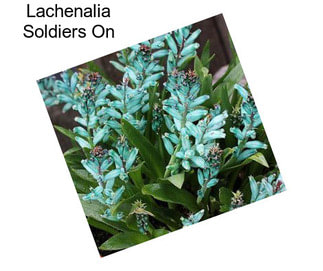 Lachenalia Soldiers On