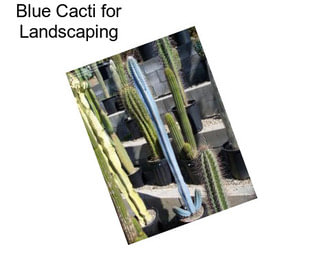 Blue Cacti for Landscaping