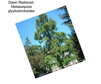 Dawn Redwood, Metasequoia glyptostroboides