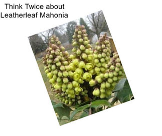 Think Twice about Leatherleaf Mahonia