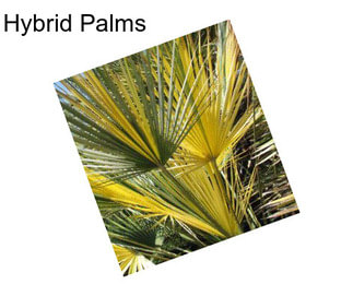 Hybrid Palms