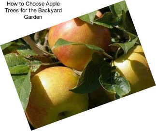 How to Choose Apple Trees for the Backyard Garden