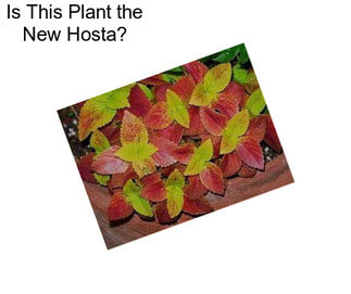 Is This Plant the New Hosta?