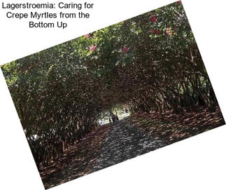 Lagerstroemia: Caring for Crepe Myrtles from the Bottom Up