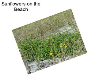 Sunflowers on the Beach