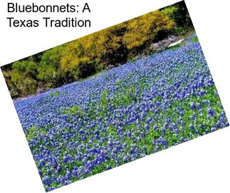 Bluebonnets: A Texas Tradition