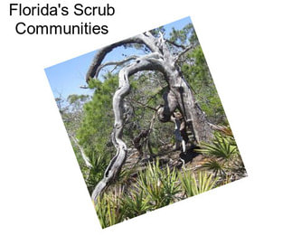 Florida\'s Scrub Communities